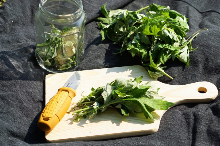 梅雨に大活躍！都心にも生えている薬草で作る万能メディスンミストレシピ ～ネイティブアメリカン薬草の教え～｜WILD AND NATIVE